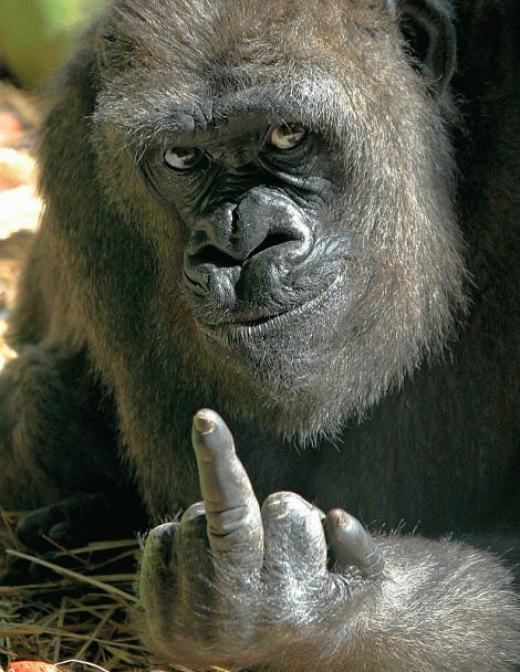 A gorilla making an unimpressed gesture